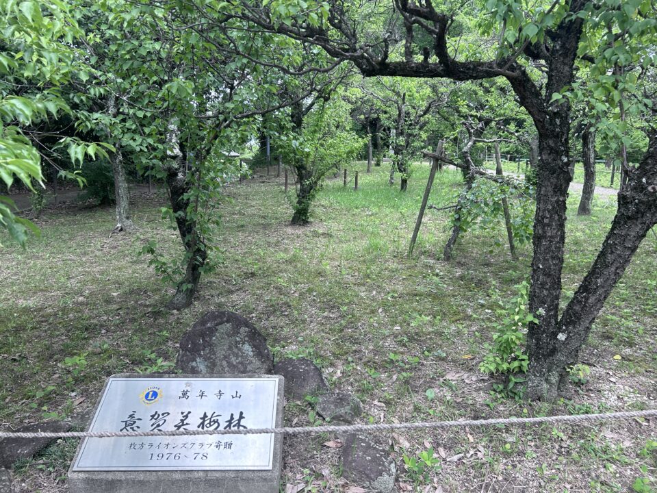 意賀美神社にある梅林